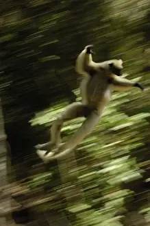Golden-crowned sifaka or Tattersalls sifaka (Propithecus tattersalli) leaping