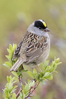 Seward Peninsula Prints: Golden-crowned Sparrow
