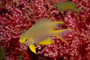 Images Dated 16th March 2004: Golden Damselfish (Amblyglyphidodon aureus) near Gorgonian Sea Fan, Banda Sea, Indonesia