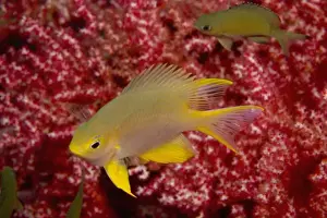 Gorgonian Prints: Golden Damselfish (Amblyglyphidodon aureus) near Gorgonian Sea Fan, Banda Sea, Indonesia