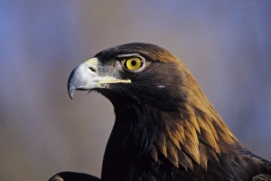 Powerful Prints: Golden Eagle (Aquila chrysaetos) captive bird, Colorado