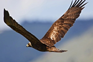 Wing Span Prints: Golden Eagle (Aquila chryseatos) adult in flight, an endangered species of raptor