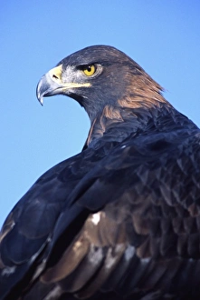 Golden Eagle Prints: Golden Eagle, Aquilla chrysaetos, Native to Central & Western US (Rehab Animal)