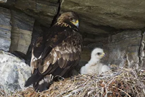 Parent Prints: Golden Eagle with chick