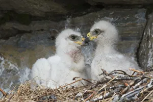 Ken Archer Prints: Golden Eagle chicks
