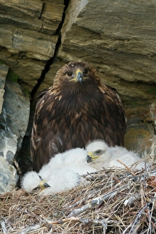 Parent Prints: Golden eagle parent watches over young chicks in the nest, Alaska