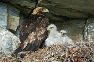 Nest Prints: Golden eagle parent watches over young chicks in the nest, Alaska