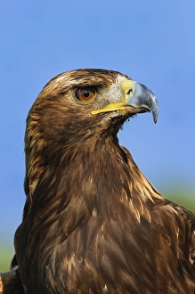 Raptor Prints: Golden Eagle portrait, Captive, Aquila chrysaetos