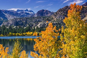 Images Dated 17th October 2011: Golden fall aspen at June Lake, Inyo National Forest, Sierra Nevada Mountains, California
