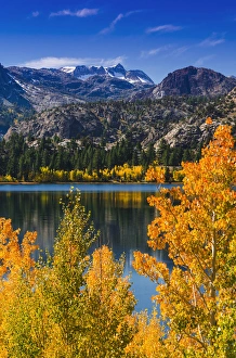 Golden Prints: Golden fall aspen at June Lake, Inyo National Forest, Sierra Nevada Mountains, California