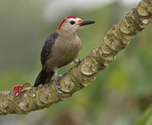 Images Dated 23rd February 2012: Golden-fronted woodpecker (Melanerpes aurifons), Cayo district, Belize