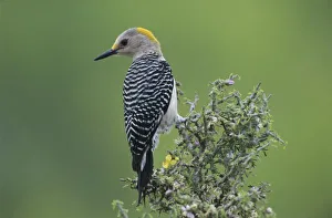 Golden-fronted Woodpecker, Melanerpes aurifrons, female, Willacy County, Rio Grande Valley