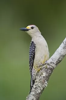 Images Dated 18th May 2006: Golden-fronted Woodpecker, Melanerpes aurifrons, male, Willacy County, Rio Grande Valley