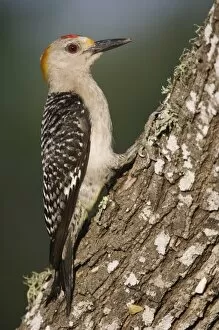 Images Dated 23rd June 2006: Golden-fronted Woodpecker, Melanerpes aurifrons, male, Willacy County, Rio Grande Valley