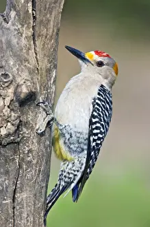 Images Dated 6th March 2008: Golden-fronted Woodpecker (Melanerpes aurifrons) adult, male pecking on dead tree