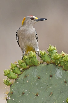 Golden-fronted Woodpecker (Melanerpes aurifrons) adult male perched on prickly pear