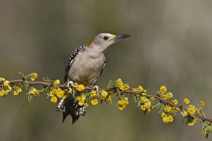 Images Dated 13th March 2010: Golden-fronted Woodpecker (Melanerpes aurifrons) female perched on blooming Huisache limb