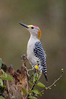Images Dated 5th February 2018: Golden-fronted woodpecker (Melanerpes aurifrons) foraging