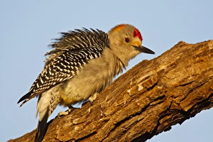Images Dated 3rd December 2010: Golden-fronted Woodpecker (Melanerpes aurifrons) male perched on dead limb