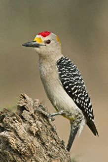 Images Dated 13th May 2011: Golden-fronted Woodpecker (Melanerpes aurifrons) male perched on dead limb