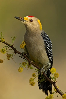 Images Dated 5th March 2012: Golden-fronted Woodpecker (Melanerpes aurifrons) male perched in native habitat, s. Texas