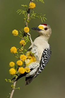 Images Dated 5th March 2012: Golden-fronted Woodpecker (Melanerpes aurifrons) male perched in native habitat, s. Texas