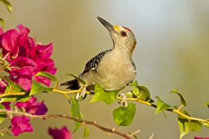 Images Dated 12th November 2011: Golden-fronted Woodpecker (Melanerpes aurifrons) male perched in native habitat, s. Texas