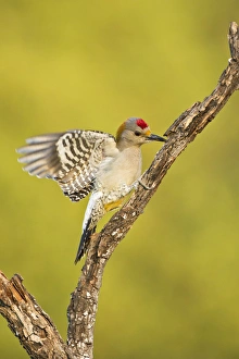 Golden-fronted Woodpecker (Melanerpes aurifrons) male perched in native habitat, s. Texas