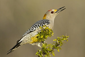 Golden-fronted Woodpecker (Melanerpes aurifrons) male perched in native habitat, s. Texas