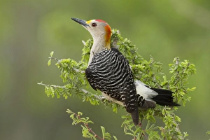 Images Dated 15th March 2012: Golden-fronted Woodpecker (Melanerpes aurifrons) male perched in native habitat, s. Texas