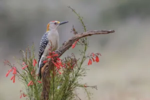 Golden fronted woodpecker, Rio Grande Valley, Texas