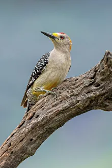 Rio Grande Valley Prints: Golden-fronted woodpecker, Rio Grande Valley, Texas