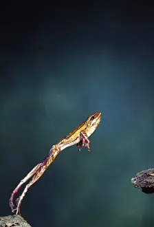 Leap Prints: Golden Gliding Frog Jumping, Rhacophorus (Polypedates) leucomystax, Native to
