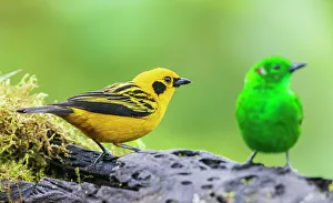 Golden Tanager Prints: Golden and glistening-green tanagers at home in the threatened Choco Forest of Ecuador