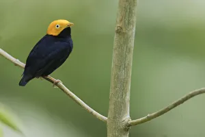 South American Prints: Golden-headed manakin