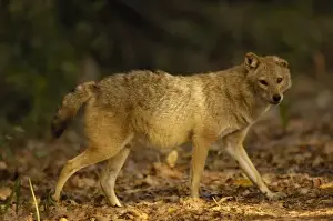 Golden Jackal (Canis aureus). Bharatpur National Park or Keoladeo Ghana Sanctuary