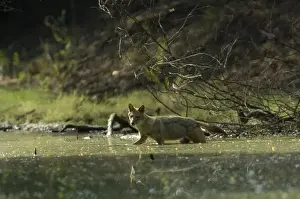 Canis Aureus Prints: Golden Jackal (Canis aureus). Bharatpur National Park or Keoladeo Ghana Sanctuary
