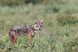 Prints of Golden jackal, Serengeti National Park, Tanzania, Africa Africa Prints: Golden jackal, Serengeti National Park, Tanzania, Africa