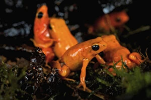 Images Dated 9th January 2007: Golden mantella frog bright colour warns of toxic secretions Madagascar