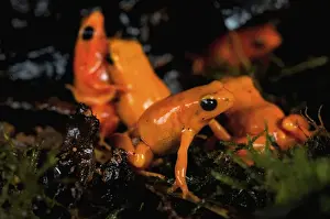 Madagascar Prints: Golden mantella frog bright colour warns of toxic secretions Madagascar