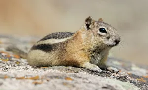 Squirrel Prints: Golden-mantled ground squirrel