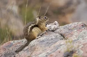 Images Dated 27th September 2006: Golden-mantled Ground Squirrel, Spermophilus lateralis, adult eating wild mushroom