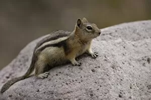 Images Dated 23rd May 2005: Golden-mantled Squirrel (Citellus lateralis) Yellowstone National Park. Wyoming. USA