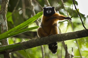 Golden-mantled Tamarin, (Saguinus tripartitus), Yasuni National Park, Amazon Rainforest Golden-mantled Tamarin, (Saguinus tripartitus), Yasuni National Park, Amazon Rainforest