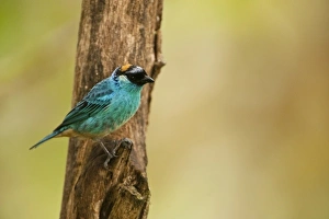 Mindo Prints: Golden-naped Tanager