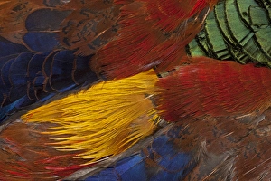 Images Dated 23rd February 2010: Golden Pheasant feather fan design