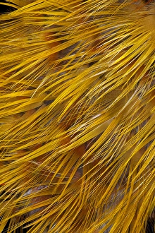 Images Dated 17th January 2010: Golden Pheasant Feathers