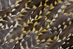 Images Dated 3rd April 2010: Golden Plover feather pattern