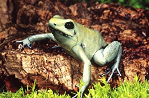 Phase Prints: Golden Poison Frog (Mint Phase), Phyllobates terribilis, Native to North East South