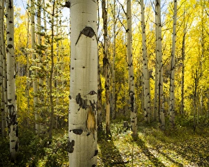 Hot Springs Prints: Golden quaking aspens in full fall color, Kinney Creek BLM, Colorado